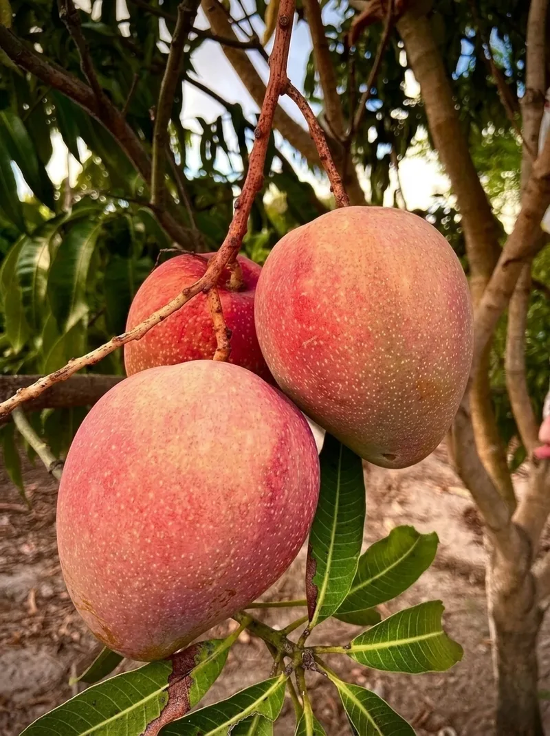 Fruits image 1