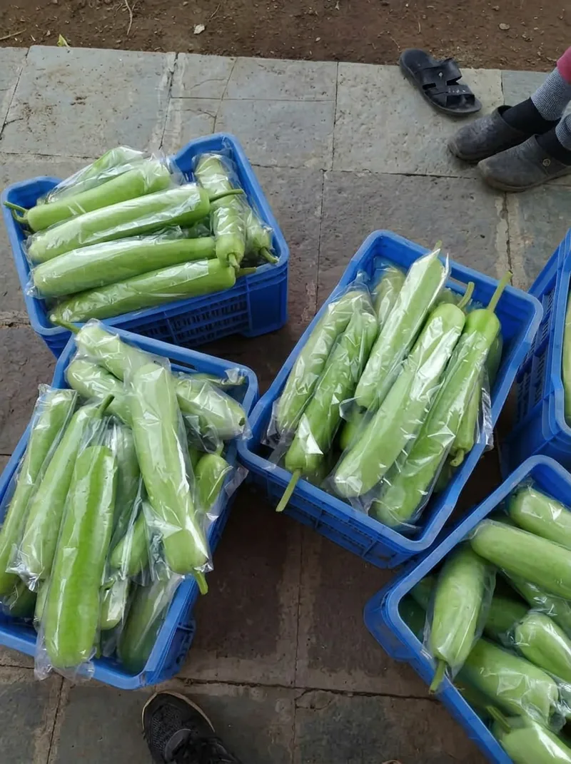 Vegetables image 25