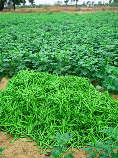 Cluster Beans (Guar Beans)