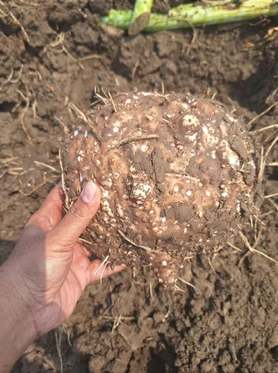 Elephant Foot Yams (Suran/Yams)