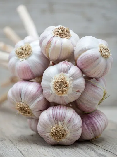 Garlic