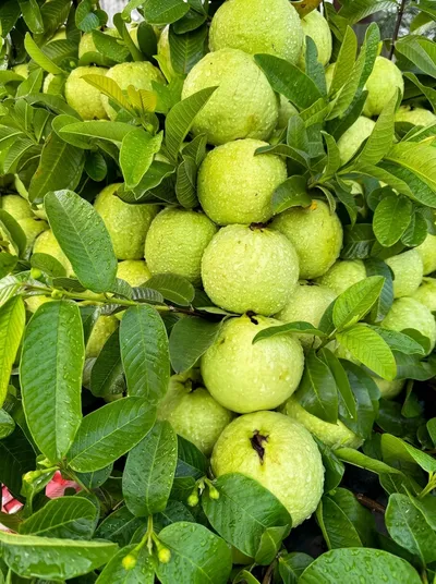 Guava