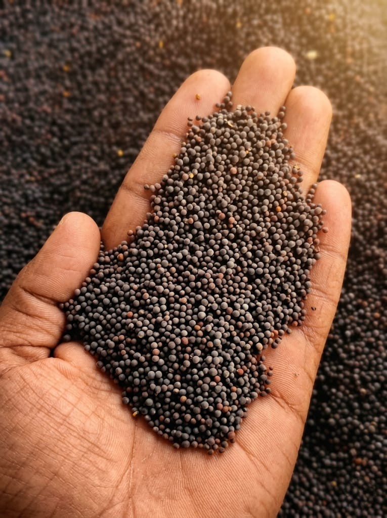 Mustard Seeds